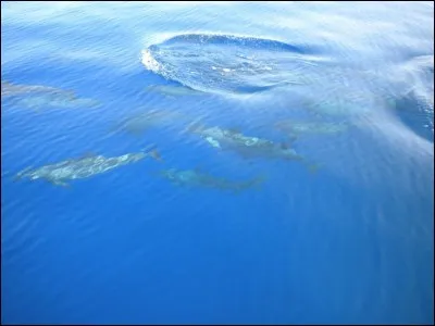 Lequel de ces golfes ne baigne pas les côtes d'Oman ?