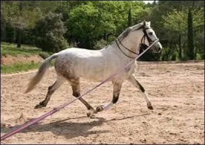 Combien de temps dure le débourrage d'un cheval ?