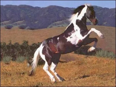 Comment appelle-t-on un cheval qui est né l'année dernière ?