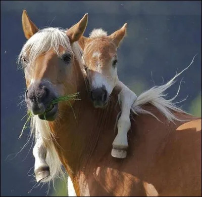 Comment appelle-t-on une jeune jument ?