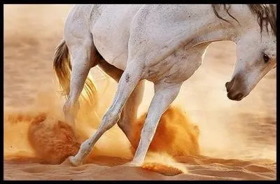 A partir de quel âge environ les juments sont-elles capables d'avoir des poulains ?