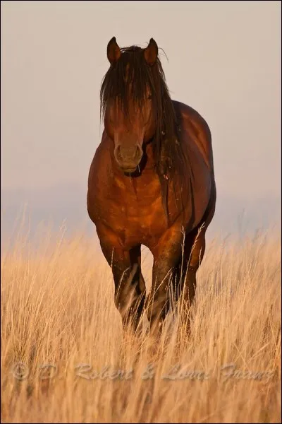 A quelle vitesse pousse la corne des sabots?