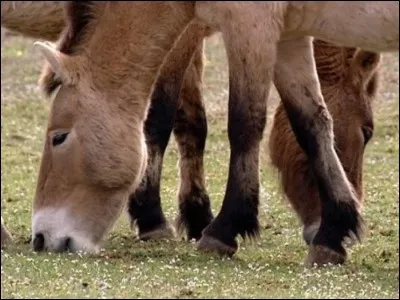 Quel est l'équivalent du genou sur le postérieur du cheval ?