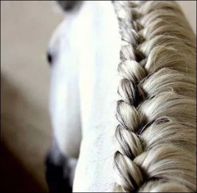Avec quoi brosses-tu la crinière ?