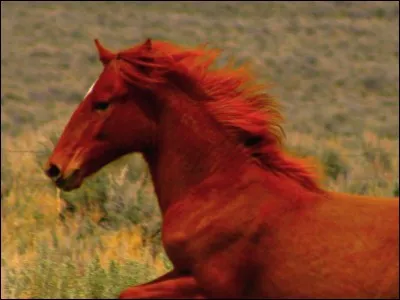 Comment s'appellent les trous dans lesquels le maréchal-ferrant plante ses clous pour fixer le fer ?