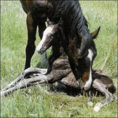 Au bout de combien de temps environ, un poulain qui vient de naître se met-il debout ?