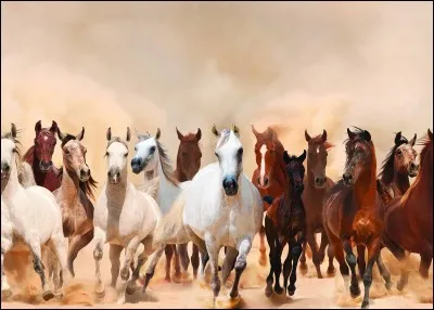 Quel instrument te permet de retirer l'eau pour sécher ton cheval après une bonne douche ?