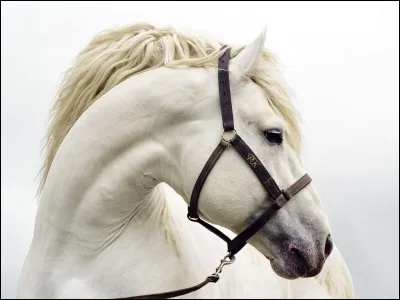 Le cheval marche sur combien de doigts ?