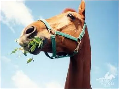 Combien de repas par jour environ un cheval doit-il prendre ?