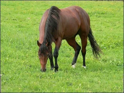 A partir de quel âge environ, le cheval commence-t-il à manger comme les adultes ?