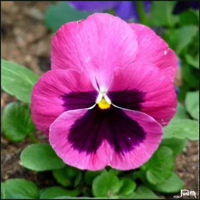 Fleurit ou trotte dans la tête !