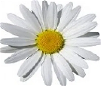 À quoi ou qui vous fait songer cette fleur ?