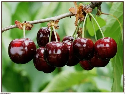 À quoi ces fruits font-ils référence ?