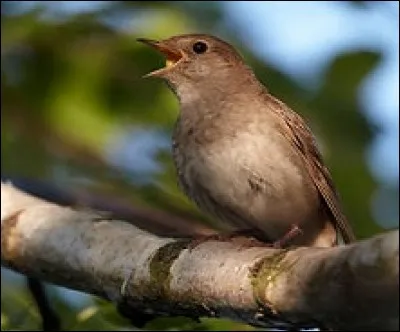Que représente cet oiseau dans une expression imagée ?