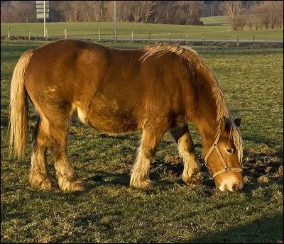 Quelle est cette race de chevaux ?