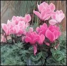 Quelle est cette fleur ?