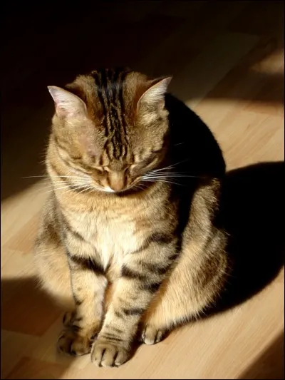 Un chat peut-il peser 15 kilos ?