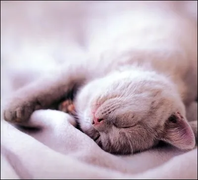 Combien de temps les chats dorment-ils par jour ?