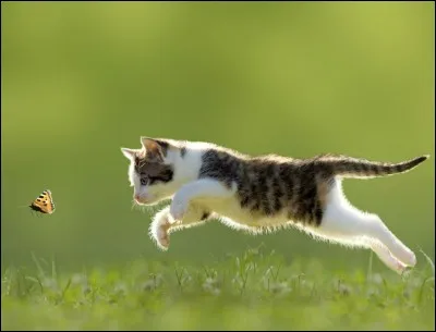 Un chat peut-il courir jusqu'à 60 km/h ?