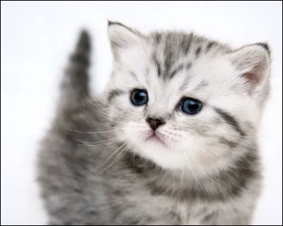 Les chats existent depuis 10 000 ans.