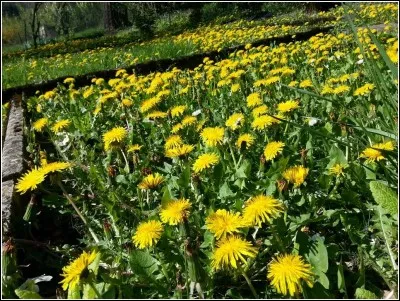 Quel type de plante est la dent-de-lion ?