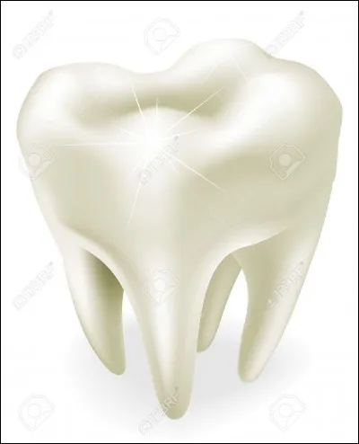 Combien de dents de sagesse un adulte possède t-il en général ?