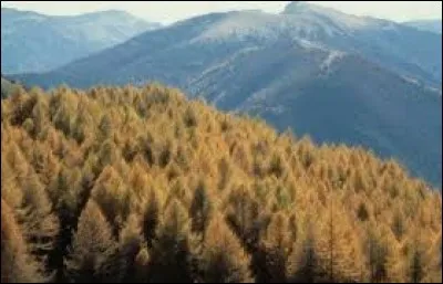 Quel conifère perd ses épines en hiver ?