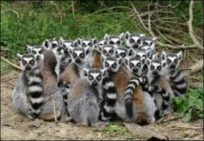 Où trouve-t-on le maki catta ?