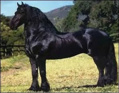 Vers quel âge faut-il débourrer son cheval ?