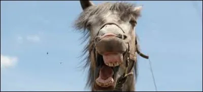 La discipline à lui apprendre en premier c'est...