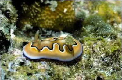 Ménager la chèvre et le chou.