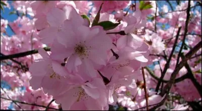 Juin est le nom d'un célèbre maréchal, quel était son prénom ?