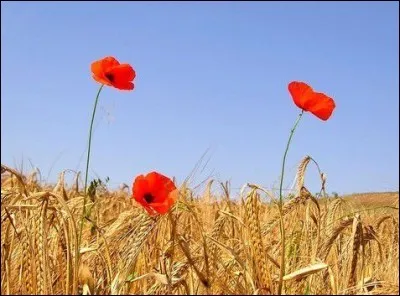 Le 5 juillet, les Algériens fêtent l'indépendance, mais de quelle année ?