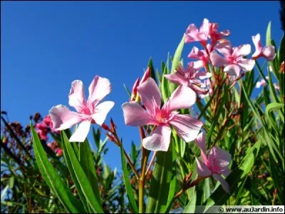 Pour le réalisateur Gianni Di Gregorio, c'est son film....