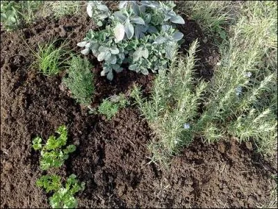 Quelle plante appelle-t-on 'graneto de boudin' en cvenol ?