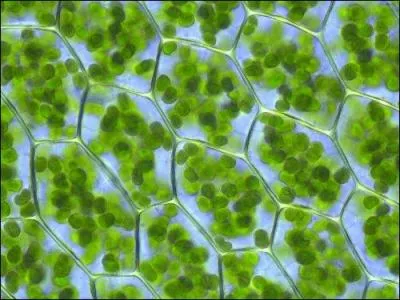 Dans une plante  fleur, le gnome chloroplastique n'est pas prsent dans :