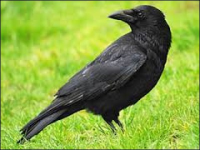 Comment appelle-t-on le petit du corbeau ?