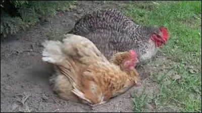 Pourquoi les poules se roulent-elles dans la terre ?