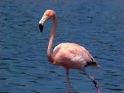 Pourquoi le flamant est-il rose ?