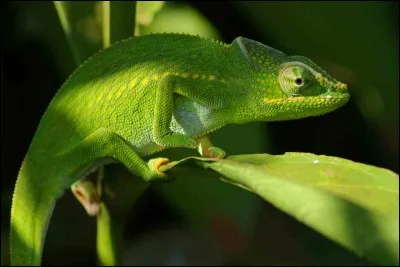 Pourquoi le caméléon change-t-il de couleur ?