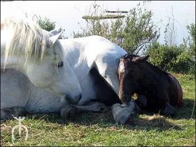 Comment dit-on lorsqu'une jument va donner naissance à un poulain ?