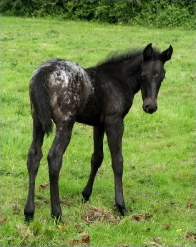 Quel est le féminin de "poulain"?