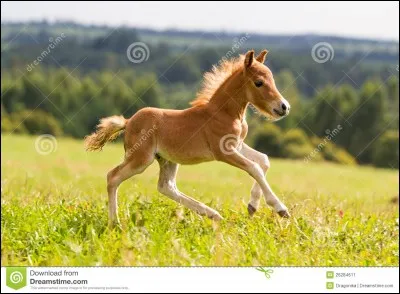 De quel nom latin vient le mot "poulain" ?