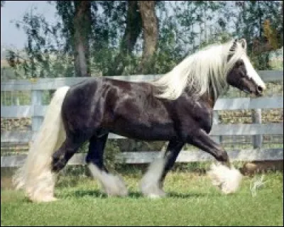 Quelle est cette race ?