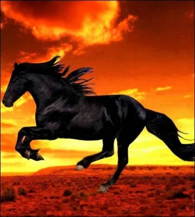 Lequel de ces chevaux est totalement noir ?