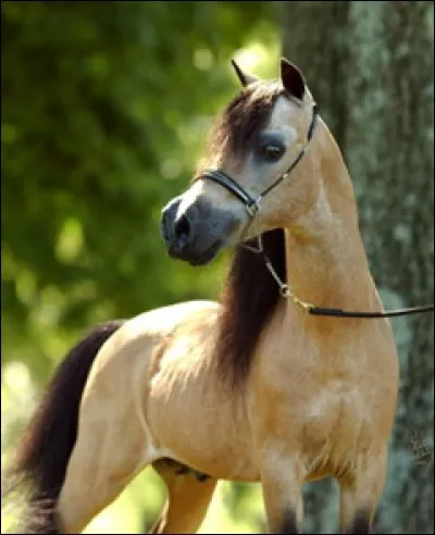 Sur l'image, ce cheval fait-il plus d'un mètre ?