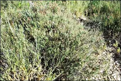 Si je vous dis : « Source de courage pour les Grecs s'il est brûlé pour un dieu », vous répondez :