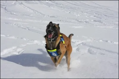Quel animal est utilisé par l'unité pour rechercher des victimes ?