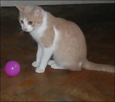 Qui est le compagnon de Temp&ecirc;te de Sable ?