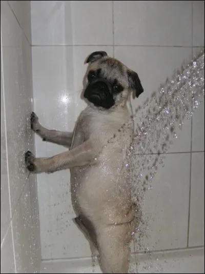 Nous nettoie ou nous engueule !